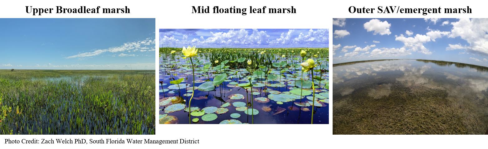 The littoral zone of Lake Okeechobee is composed of a variety of different plant species all adapted for different growing conditions. From left to right: an upper broadleaf marsh system, mid-level floating leaf marsh, and an outer submerged and emergent vegetation marsh. Photo Credit: Zach Welch